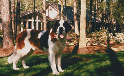 St Bernard mascot at Valco